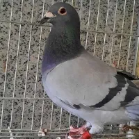 جفت کبوتر مسافتی نشسته