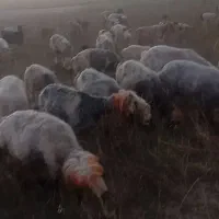 گله میش داشت داشت شیشک