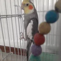 عروس هلندی گمشده