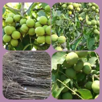 جشنواره پاییزی فروش درخت و نهال بزرگ|گل و گیاه طبیعی|مشهد, خواجه ربیع|دیوار