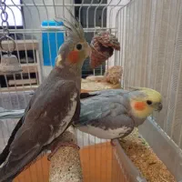 جفت عروس مولد سینامون کارداده،معاوضه قناری