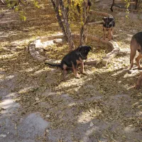 سگ ژرمن دوبرمن