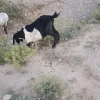 ۱۶عدد بز حامله