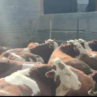 گاو های سیمینتال