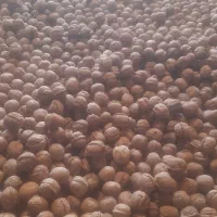 گردی سفید و درشت ونایی قیمت توافقی|عمدهفروشی|اشترینان, |دیوار