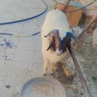 بره نر صحیح سالم