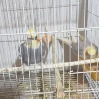 عروس هلندی|پرنده|مشهد, نیزه|دیوار