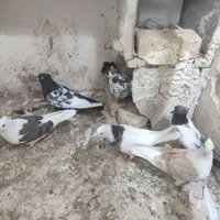 پرنده