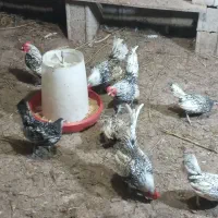 مرغ و خروس سبرایت پولک منظم|حیوانات مزرعه|شلمان, |دیوار