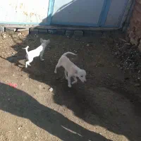 فروش دوتا سگ پاکوتا