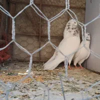 کفتر|پرنده|کرمانشاه, |دیوار