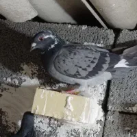 3تا کبوتر|پرنده|دزفول, |دیوار