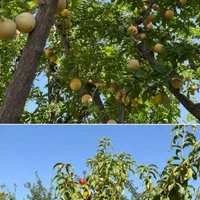 زمین مشجر/انشعابات قانونی/سندتکبرگ/سهیلیه زعفرانیه|فروش زمین و ملک کلنگی|کرج, پیشاهنگی|دیوار