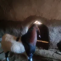 بز‌نر|حیوانات مزرعه|نهاوند, |دیوار
