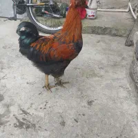 خروس|حیوانات مزرعه|املش, |دیوار