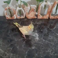 یک عددجوجه عروس هلندی آشتی آشتی هست رام