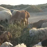 قوچ و گوسفند بوری|حیوانات مزرعه|زابل, |دیوار