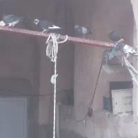 مرغ وخروس وکبوتر