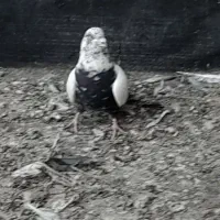 ساده مشهدی کلاغ|پرنده|شاندیز, |دیوار