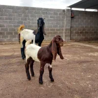 بز پاکستانی