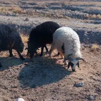 قوچ افشار قره قزل ، بره نر ، پرواری، مال داشتی|حیوانات مزرعه|بختگان, |دیوار