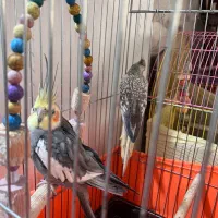 عروس هلندی سخنگو همراه چهار تخم|پرنده|قدس, شهرقدس|دیوار