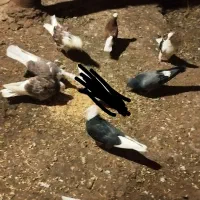 ۸‌تا کبوتر|پرنده|تیکمه داش, |دیوار