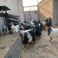 تعداد ۲۵ راس بز