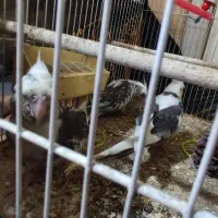 عروس هلندی نژاد ابلق آلبینو|پرنده|مشهد, ادیب نیشابوری (شهرک غرب)|دیوار