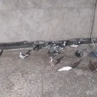 کبوتر12عددنر10عددماده|پرنده|شیراز, حومه شیراز|دیوار