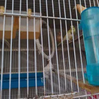 قناری|پرنده|مشهد, کارگران|دیوار