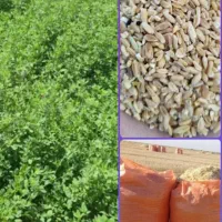 یونجه،کاه،نیم دانه گندم