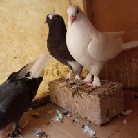 کبوتر 6 تا هما کاکلی پا چکمه جنس پرش|پرنده|تهران, دستغیب|دیوار