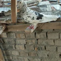 کبوتر دم سفید|پرنده|اهواز, بهارستان|دیوار