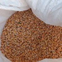 ذرت ۵۰ کیلو