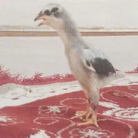 جوجه لاری