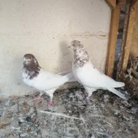 کفتر پرشی|پرنده|قم, آزادگان|دیوار
