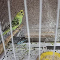 عروس هلندی جفت ومرغ عشق|پرنده|بندرعباس, |دیوار