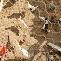 تخم مرغ گلین و خروس گلین|حیوانات مزرعه|ماهدشت, |دیوار