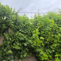 نیروی گیاهپزشک