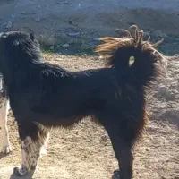 واگذاری سگ قدریجونی