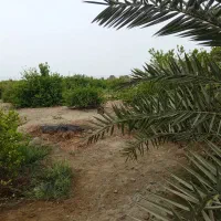 کاردرباغ کریان