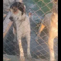 سلام یک عدد ماده معاوضه با کبوتر|سگ|گرگان, |دیوار