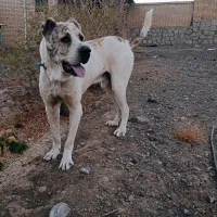 واگذاری افغان اصیل