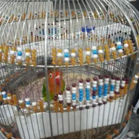 طوطی برزیلی|پرنده|اسلامشهر, شهرک انبیا|دیوار