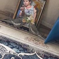 طوطی عروس هلندی