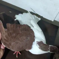 راست سرخ پاک ماده