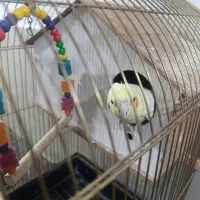 عروس هلندی جوجه|پرنده|رباطکریم, رباطکریم|دیوار