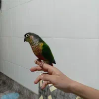 گرینچیک دستی|پرنده|تیران, |دیوار