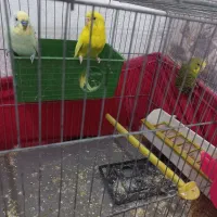 عروس هلندی|پرنده|مسجد سلیمان, |دیوار